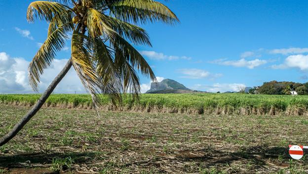 Landschaftlich ist Mauritius mit seinen zahlreichen Zuckerrohrplantagen und den skurrilen Bergen äußerst reizvoll.